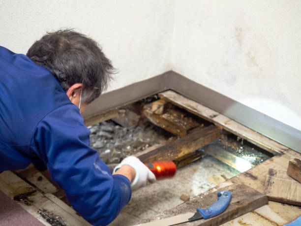 Best Office Mold Removal Services  in Bourbonnais, IL