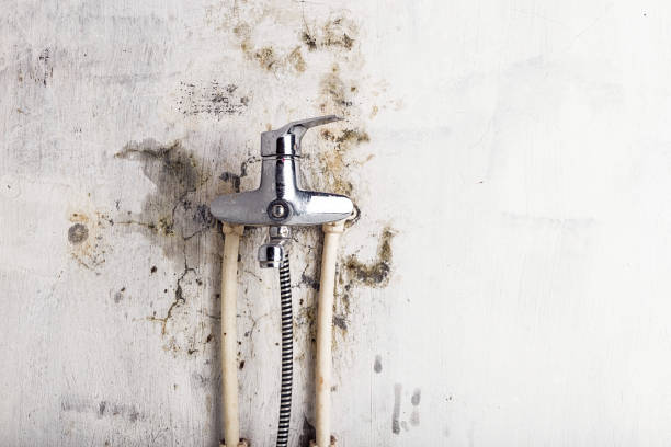 Best Residential Mold Removal  in Bourbonnais, IL