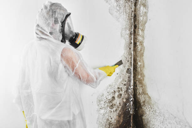 Best Toxic Mold Removal  in Bourbonnais, IL