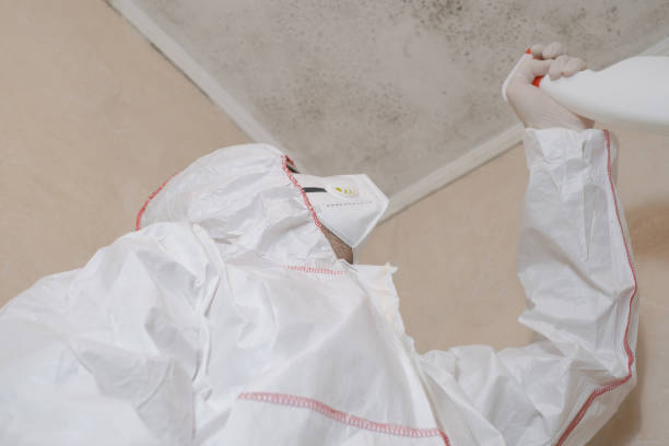 Trusted Bourbonnais, IL Mold Removal Experts