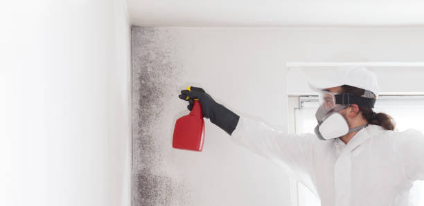 Best Certified Mold Removal  in Bourbonnais, IL