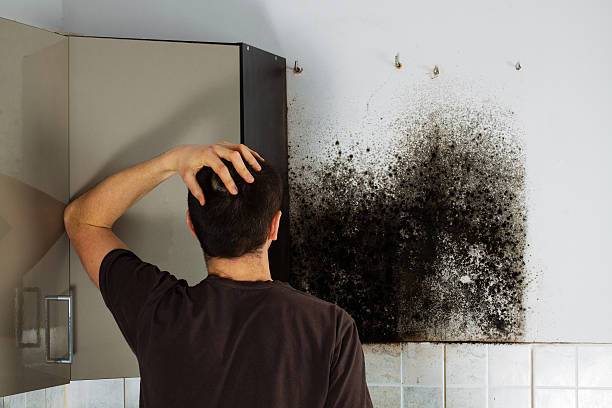 Best Mold Testing  in Bourbonnais, IL